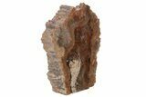 Colorful, Petrified Wood (Araucarioxylon) Stand-up - Arizona #210842-2